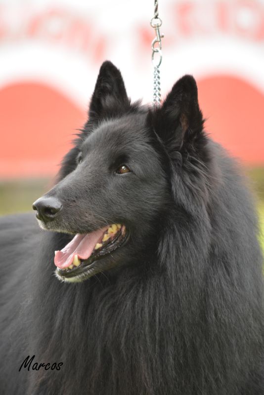 36-Faco des Jardins D'ebene (1)